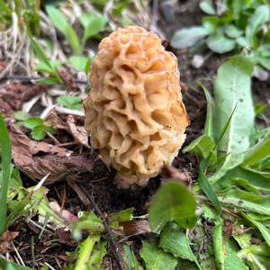 Yellow Morel