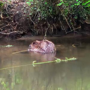 Eurasian Beaver