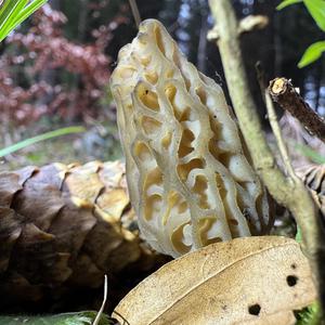 Black Morel