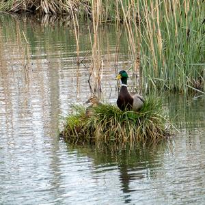 Mallard