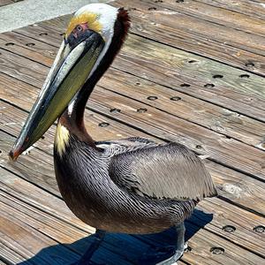 Brown Pelican