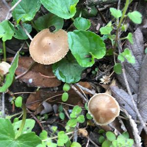 Mycena, Common