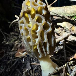 Black Morel