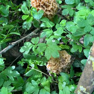 Yellow Morel