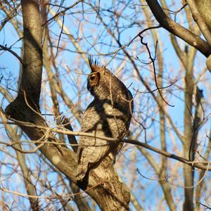 Great Horned Owl