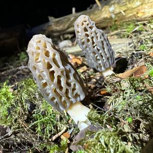 Black Morel