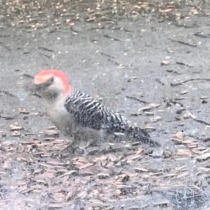 Ladder-backed Woodpecker