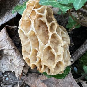 Yellow Morel