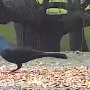 Common Grackle