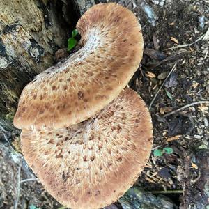 Dryad`s Saddle