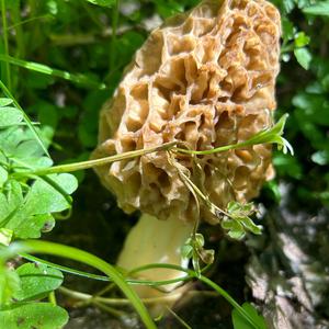 Yellow Morel