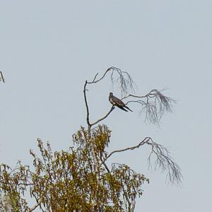 Common Cuckoo