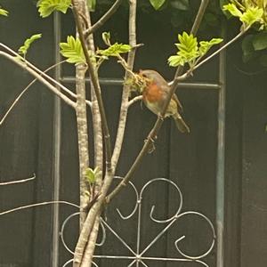 European Robin