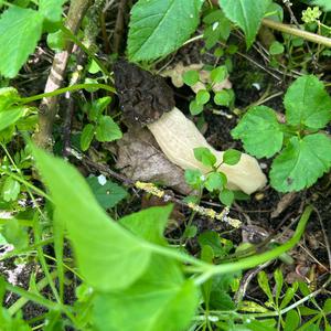 Half-free Morel