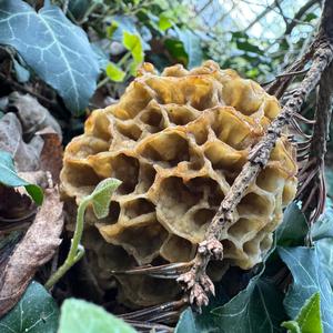 Yellow Morel