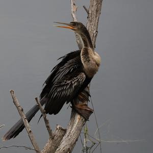 Amerikanischer Schlangenhalsvogel