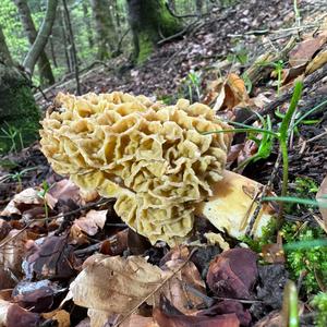 Yellow Morel