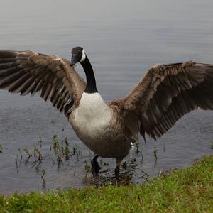 Canada Goose