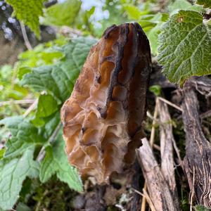 Black Morel