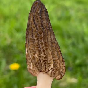 Black Morel