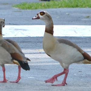 Egyptian Goose