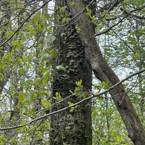 Turkey-tail