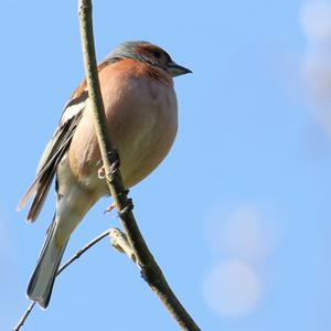 Eurasian Chaffinch