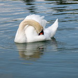 Höckerschwan