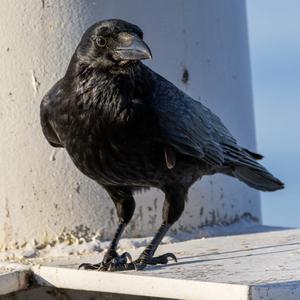 Carrion Crow