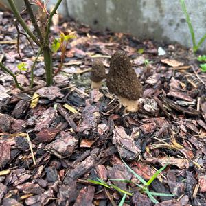 Black Morel