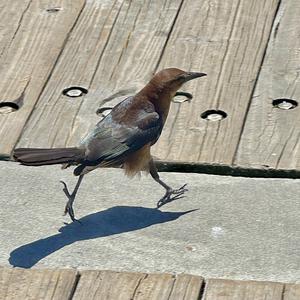 Great-tailed Grackle