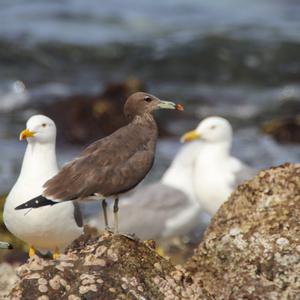 Sooty Gull