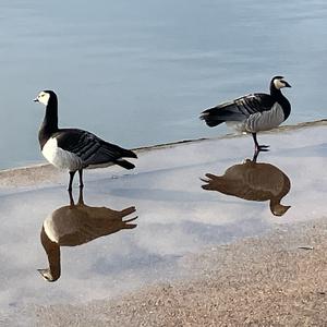 Barnacle Goose