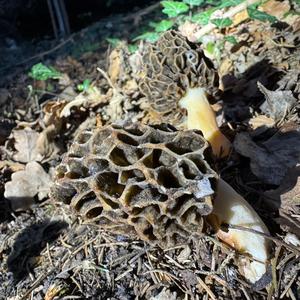 Yellow Morel