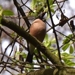 Eurasian Bullfinch