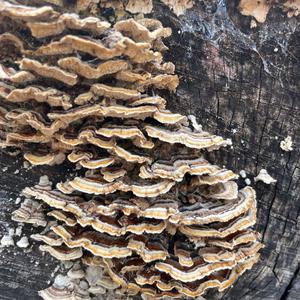 Turkey-tail