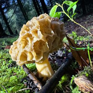 Yellow Morel