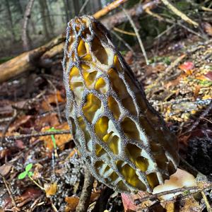 Black Morel