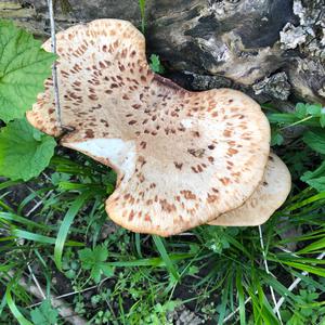 Dryad`s Saddle