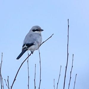 Great Grey Shrike