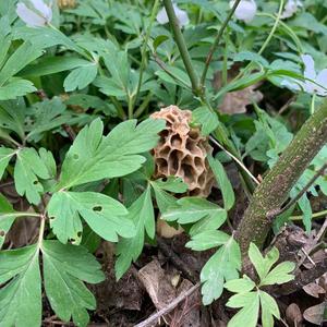 Yellow Morel