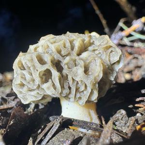 Yellow Morel