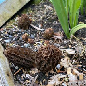 Black Morel