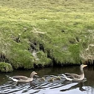 Greylag Goose