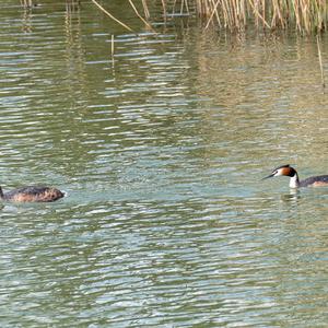 Great Crested Grebe