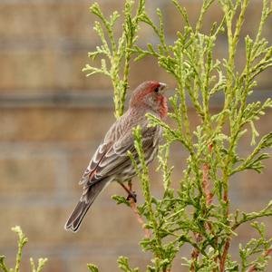 House Finch