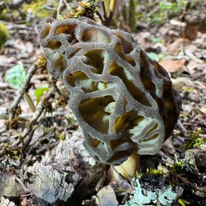 Black Morel