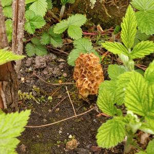 Yellow Morel