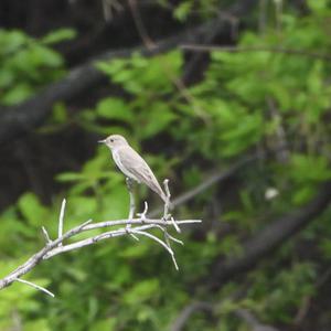 Spotted Flycatcher