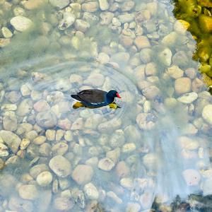 Common Moorhen